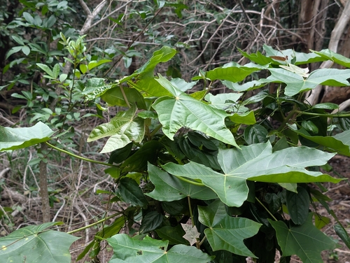 Candlenut (Aleurites moluccanus)