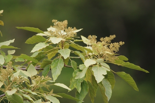 Candlenut (Aleurites moluccanus)