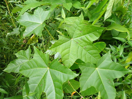 Candlenut (Aleurites moluccanus)
