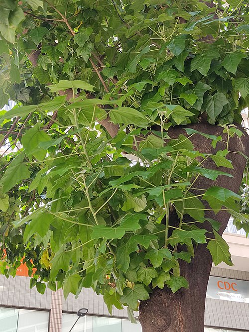 Candlenut: HK WC 灣仔 Wan Chai zh:菲林明道 Fleming Road tree Candlenut 石栗 Aleurites moluccana in May 2022