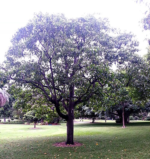 Candlenut: Aleurites moluccana tree growing in the Brisbane City Botanic Gardens.