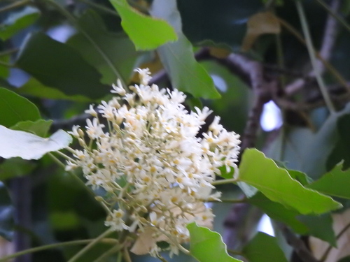 Candlenut (Aleurites moluccanus)