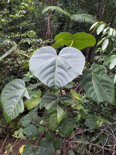 Candlenut (Aleurites moluccanus)