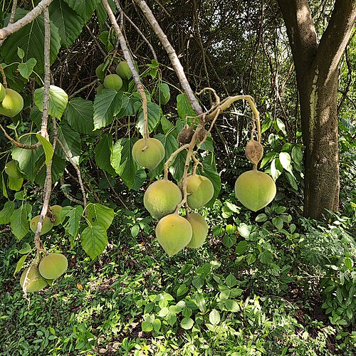 Candlenut: Aleurites moluccanus, Bangalore