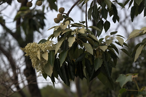Candlenut (Aleurites moluccanus)