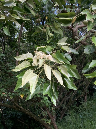 Candlenut (Aleurites moluccanus)