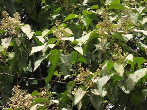 Candelnut (Aleurites rockinghamensis)
