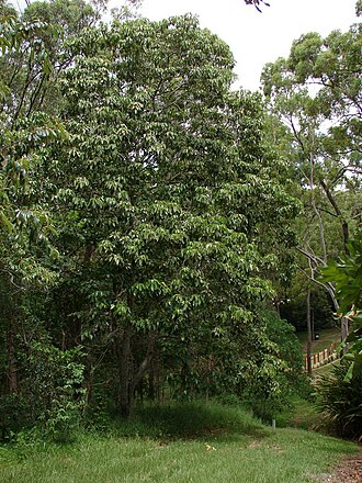 Candelnut: Beautiful shady tree with "Candle-nut" fruits. The fruits of this plant were used as candles by early settlers. Native to NE QLD Australia and to New Guinea. ol