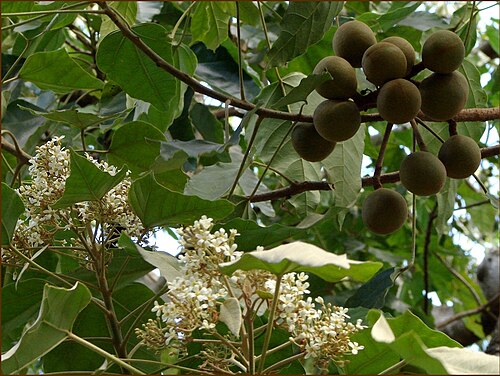 Candelnut: Enormous tree, no way I could fit it in my viewer. It gives so much shade, and lots of these hard ball-fruits on the ground. I managed to get fruit AND flowers 