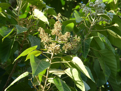 Candelnut (Aleurites rockinghamensis)