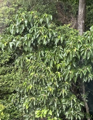 Candelnut (Aleurites rockinghamensis)
