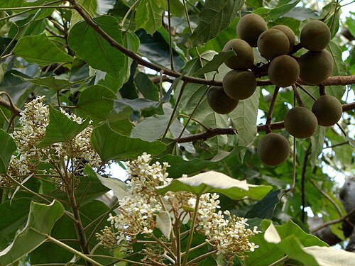 Candelnut: Aleurites rockinghamensis . Enormous tree, no way I could fit it in my viewer. It gives so much shade, and lots of these hard ball-fruits on the ground. I manag