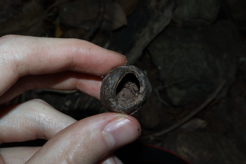 Candelnut (Aleurites rockinghamensis)
