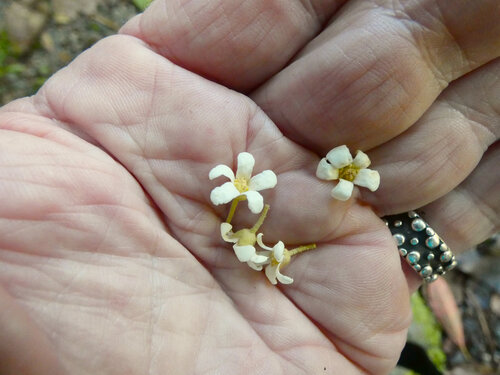 Candelnut (Aleurites rockinghamensis)