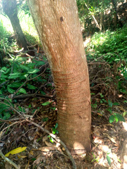 Candelnut (Aleurites rockinghamensis)