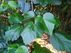 Candelnut (Aleurites rockinghamensis)