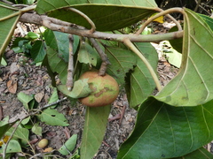 Candelnut (Aleurites rockinghamensis)
