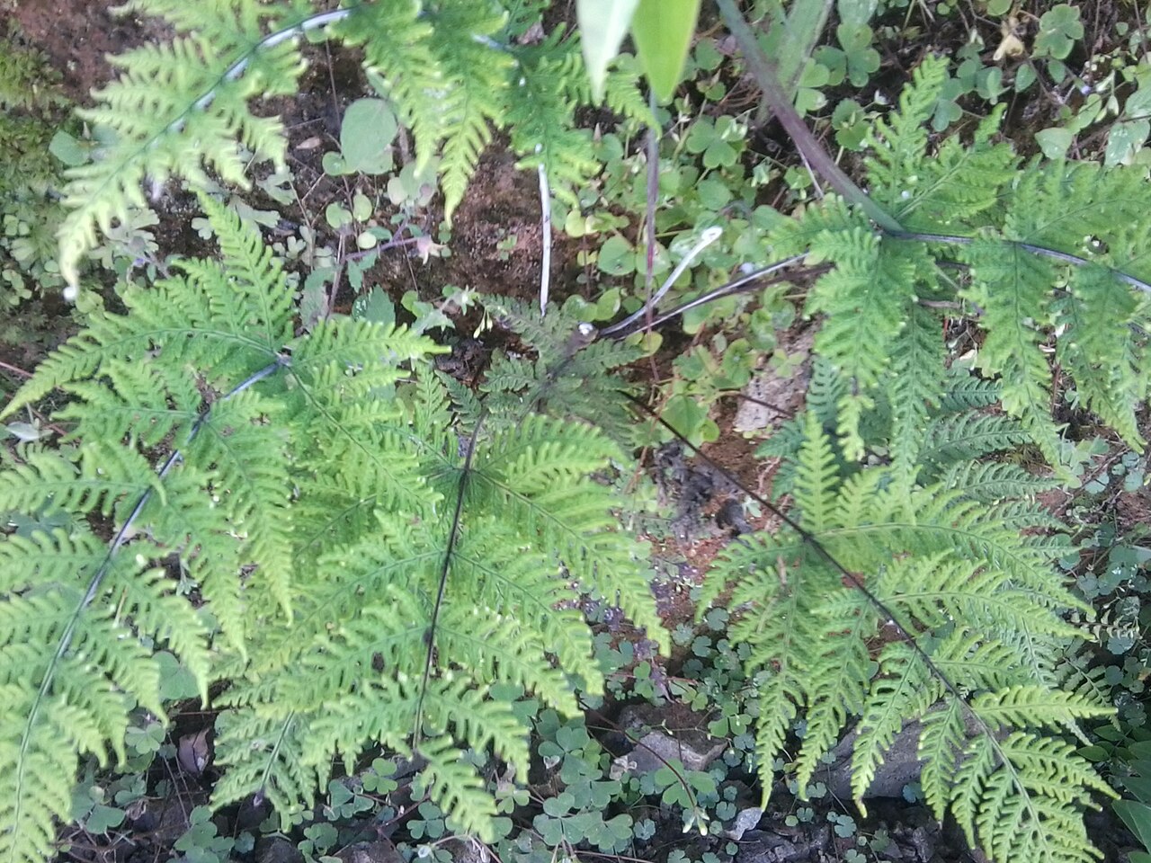 Aleuritopteris albomarginata: Cheilanthes albomarginata in Nepal.