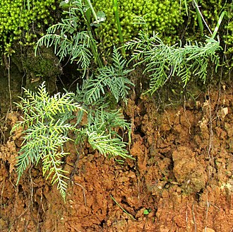 Aleuritopteris fallax: Mildella fallax in habitat