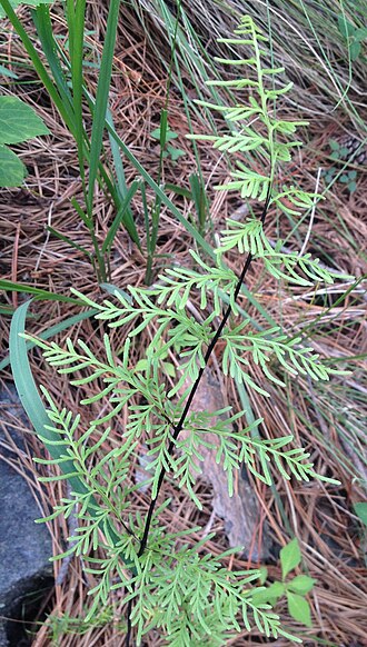 Aleuritopteris fallax: Mildella fallax