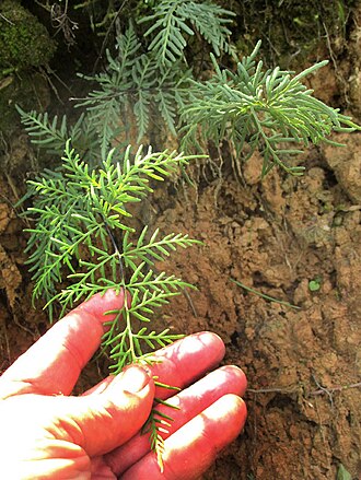 Aleuritopteris fallax: Mildella fallax