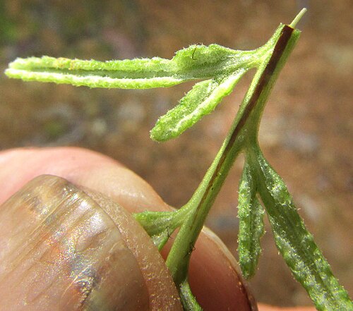 Aleuritopteris fallax: Mildella fallax, leaf underside