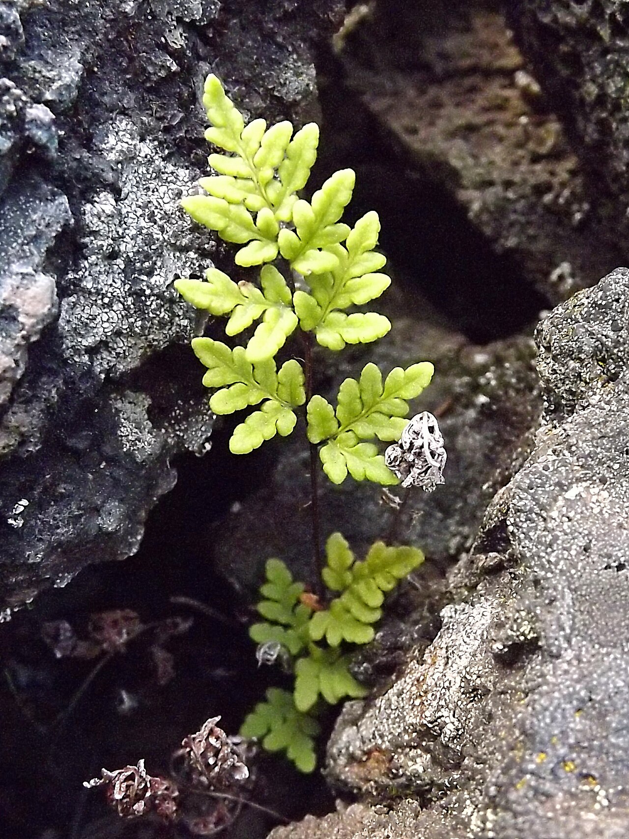 Aleuritopteris guanchica: Cheilanthes guanchica, La Palma (Spain).