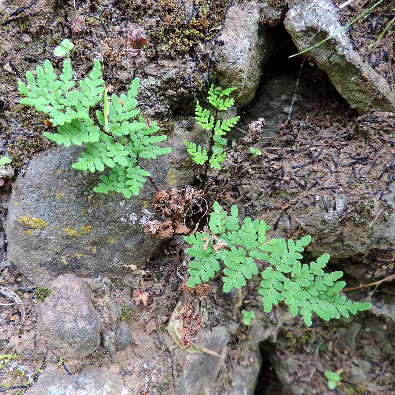 Aleuritopteris guanchica: Cheilanthes guanchica in Barranco de Guayadeque