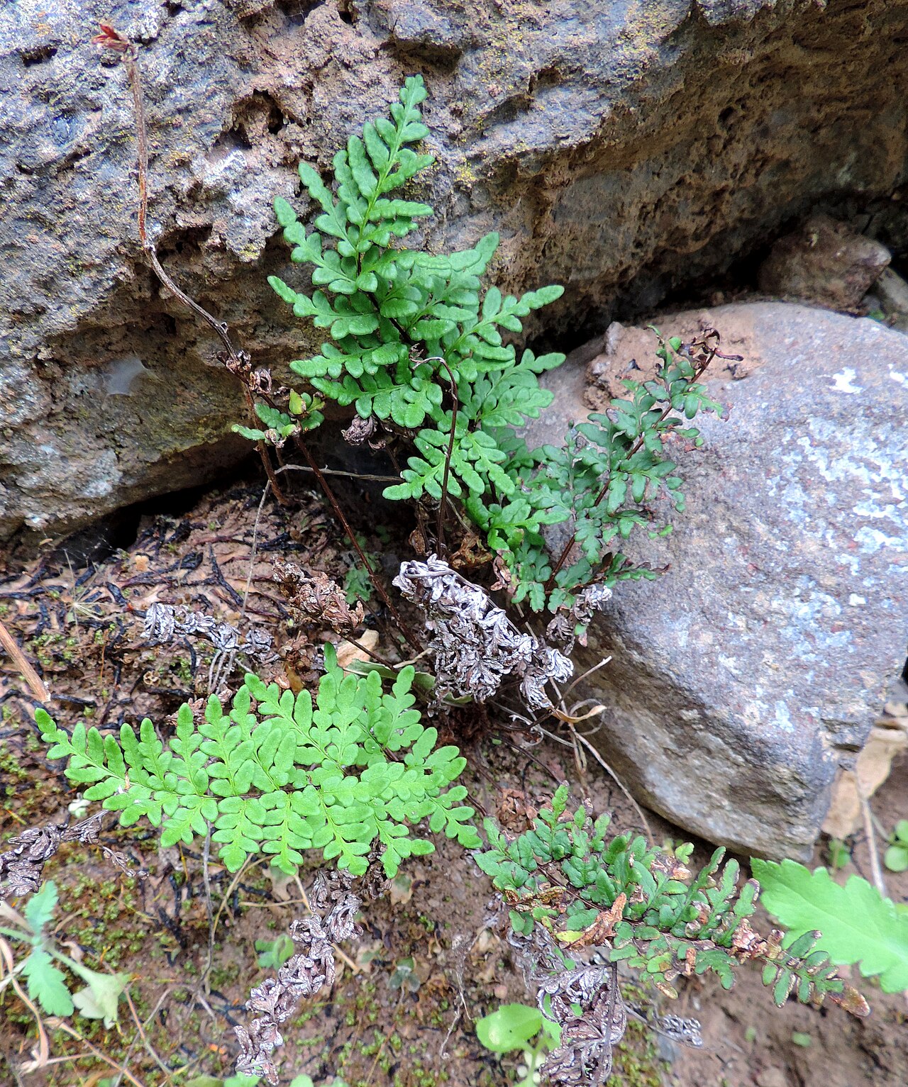 Aleuritopteris guanchica: Cheilanthes guanchica in Barranco de Guayadeque