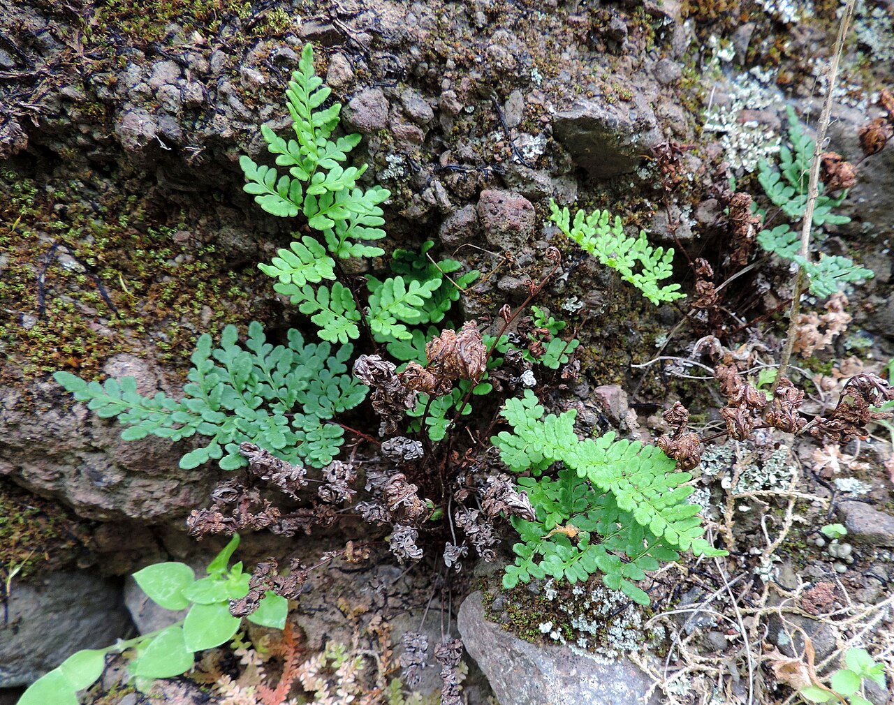 Aleuritopteris guanchica: Cheilanthes guanchica in Barranco de Guayadeque