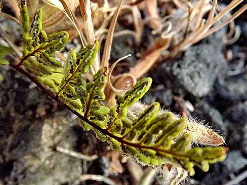 Aleuritopteris guanchica: Cheilanthes guanchica, La Palma (Spain). Details of sori.