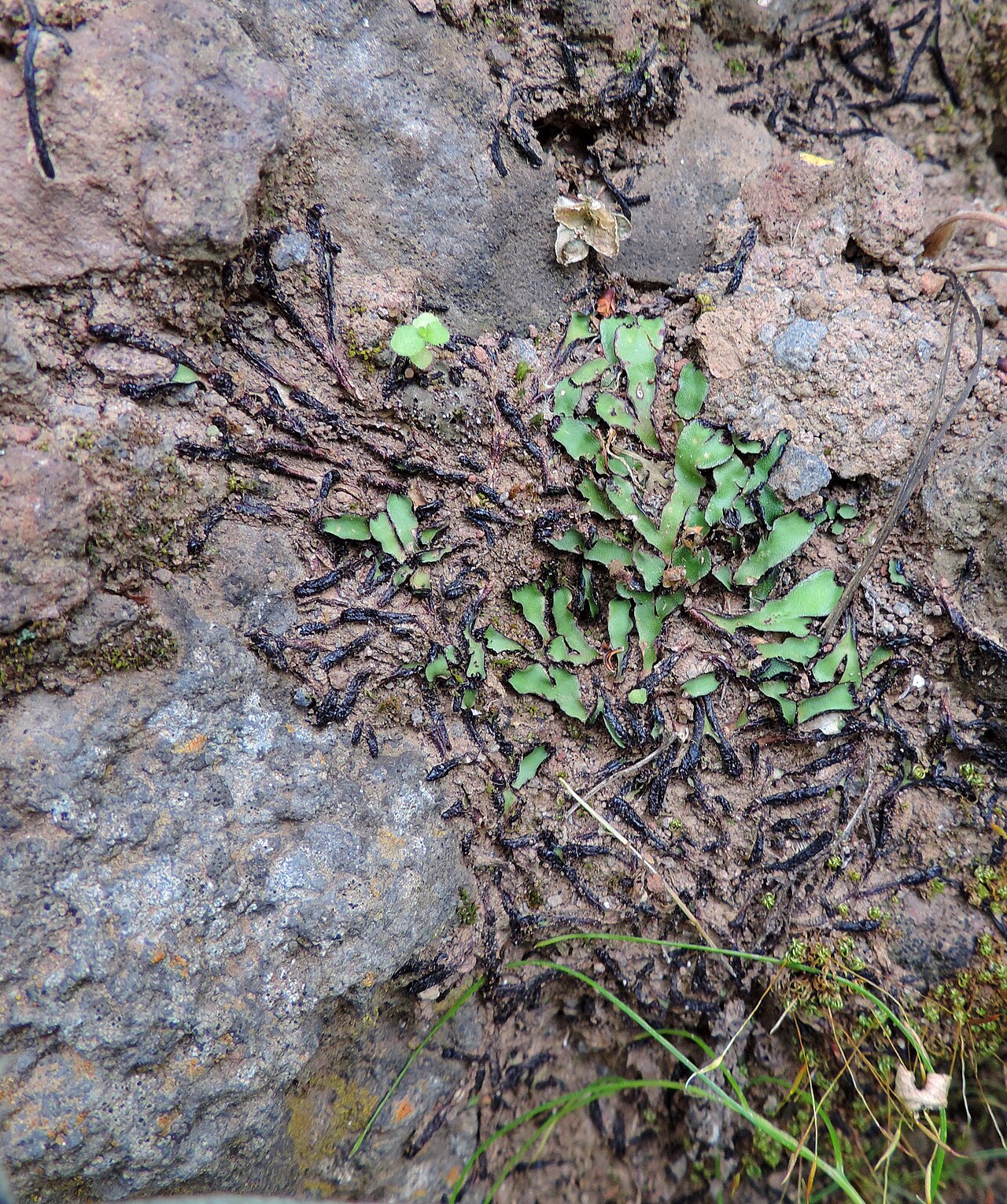 Aleuritopteris guanchica: Cheilanthes guanchica in Barranco de Guayadeque