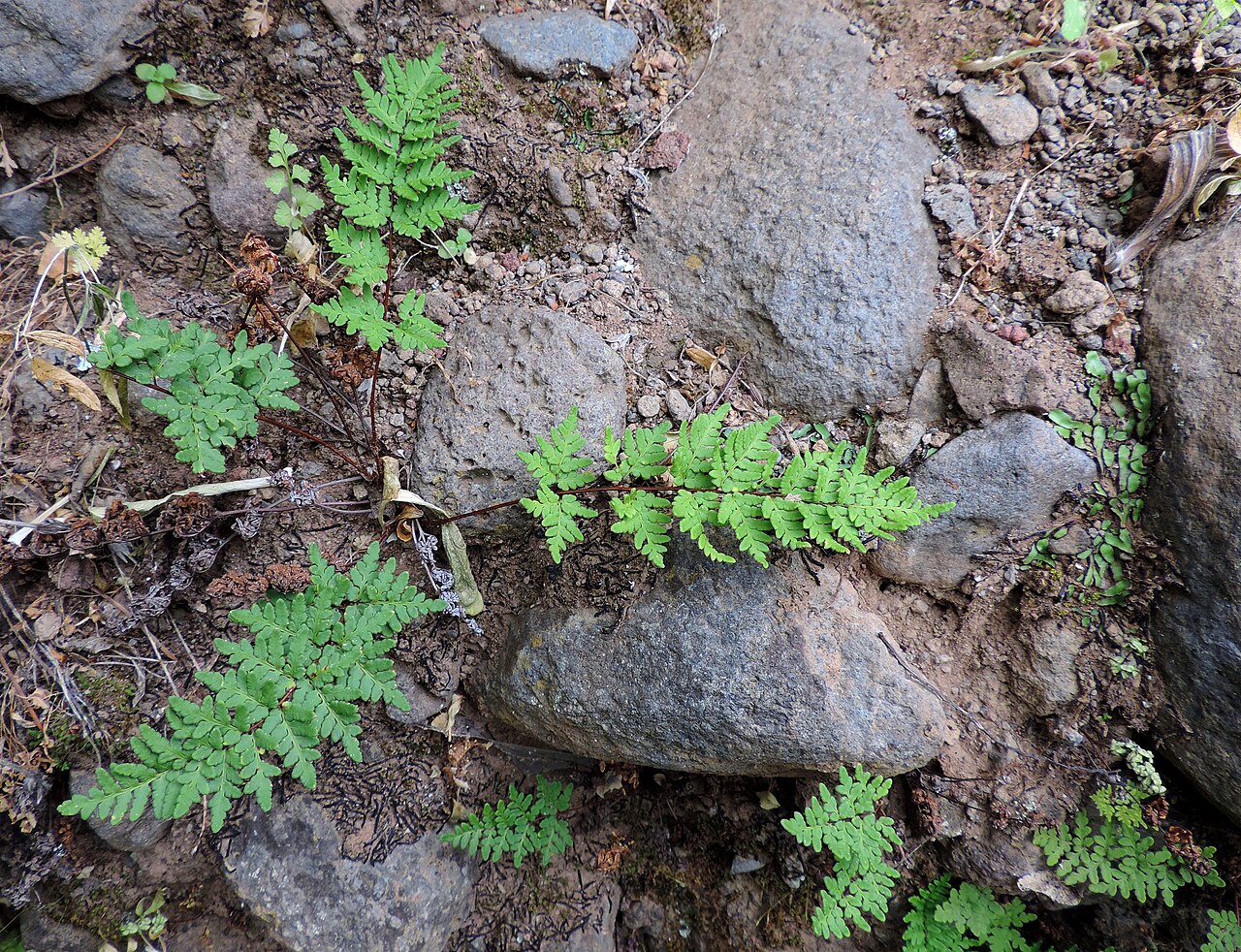 Aleuritopteris guanchica: Cheilanthes guanchica in Barranco de Guayadeque