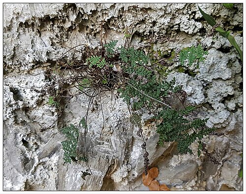Aleuritopteris persica: Pianta di Cheilanthes persica (Felce persica) nella Vena del Gesso Romagnola