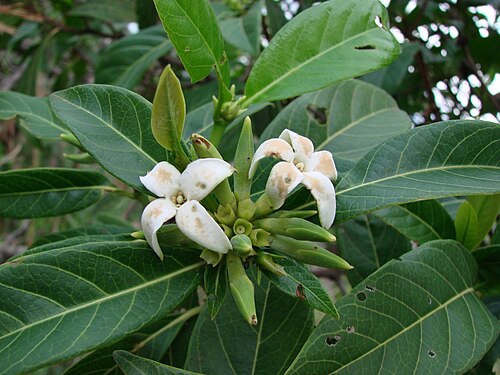 Alibertia edulis: Alibertia edulis (Rich.) A.Rich. (bas. Genipa edulis Rich. ) - RUBIACEAE - Parque Estadual da Serra dos Pirineus - Pirenópolis - Goiás - Brasil.