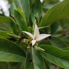 Alibertia edulis (Alibertia edulis)