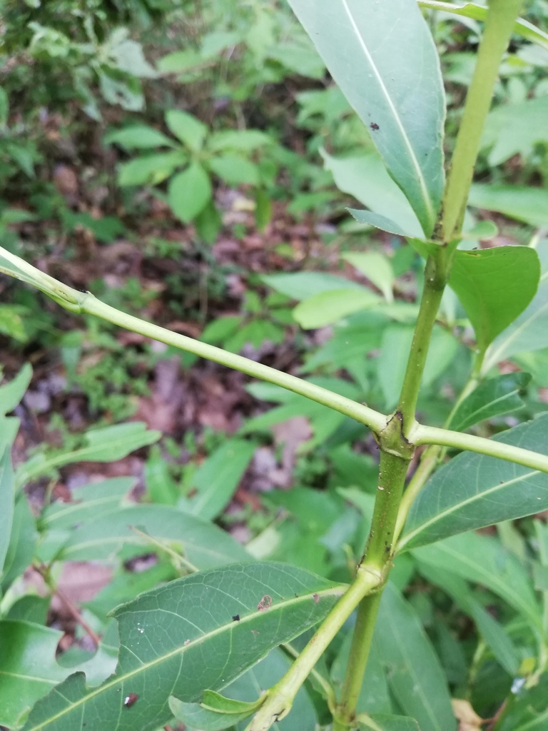 Alibertia edulis (Alibertia edulis)