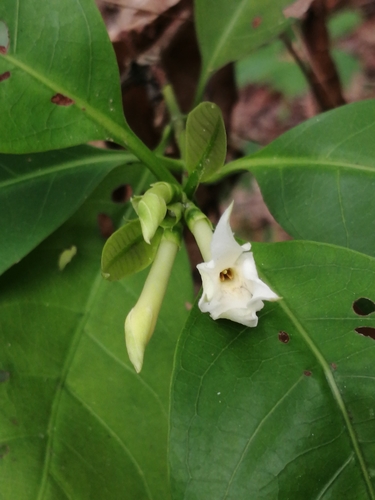 Alibertia edulis (Alibertia edulis)