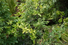 Alibertia edulis (Alibertia edulis)