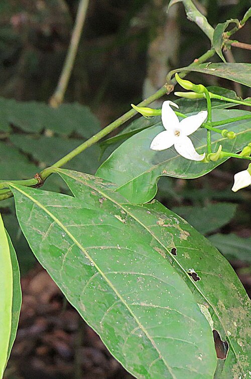 Alibertia edulis: Found through much of the Neotropics, the Purui tree produces edible fruit and has folk medicine applications.