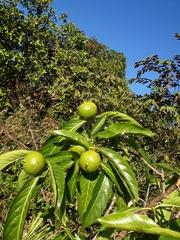Alibertia edulis (Alibertia edulis)