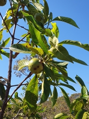 Alibertia edulis (Alibertia edulis)