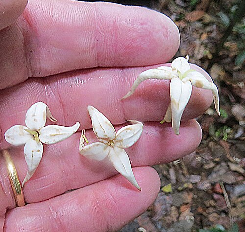 Alibertia edulis: Fallen from a Purui tree in Barro Colorado Island, Panama. Some have five petals.