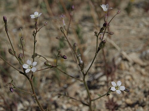 Desert pale gilia: desert pale gilia, Aliciella hutchinsifolia, California, White Mountains, McAfee Creek, Fishlake Valley drainage, elevation 1638 m (5375 ft). This is an example