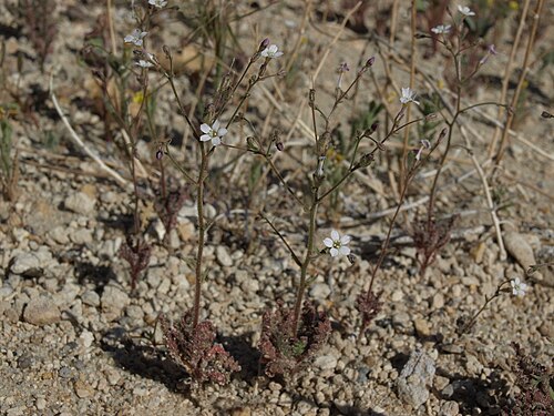 Desert pale gilia: desert pale gilia, Aliciella hutchinsifolia, California, White Mountains, McAfee Creek, Fishlake Valley drainage, elevation 1638 m (5375 ft). This is an example
