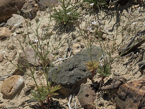 Desert pale gilia: desert pale gilia, Aliciella hutchinsifolia, White Mountains, elevation 1610 m