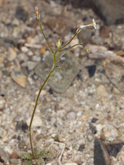 Sand gilia (Aliciella leptomeria)