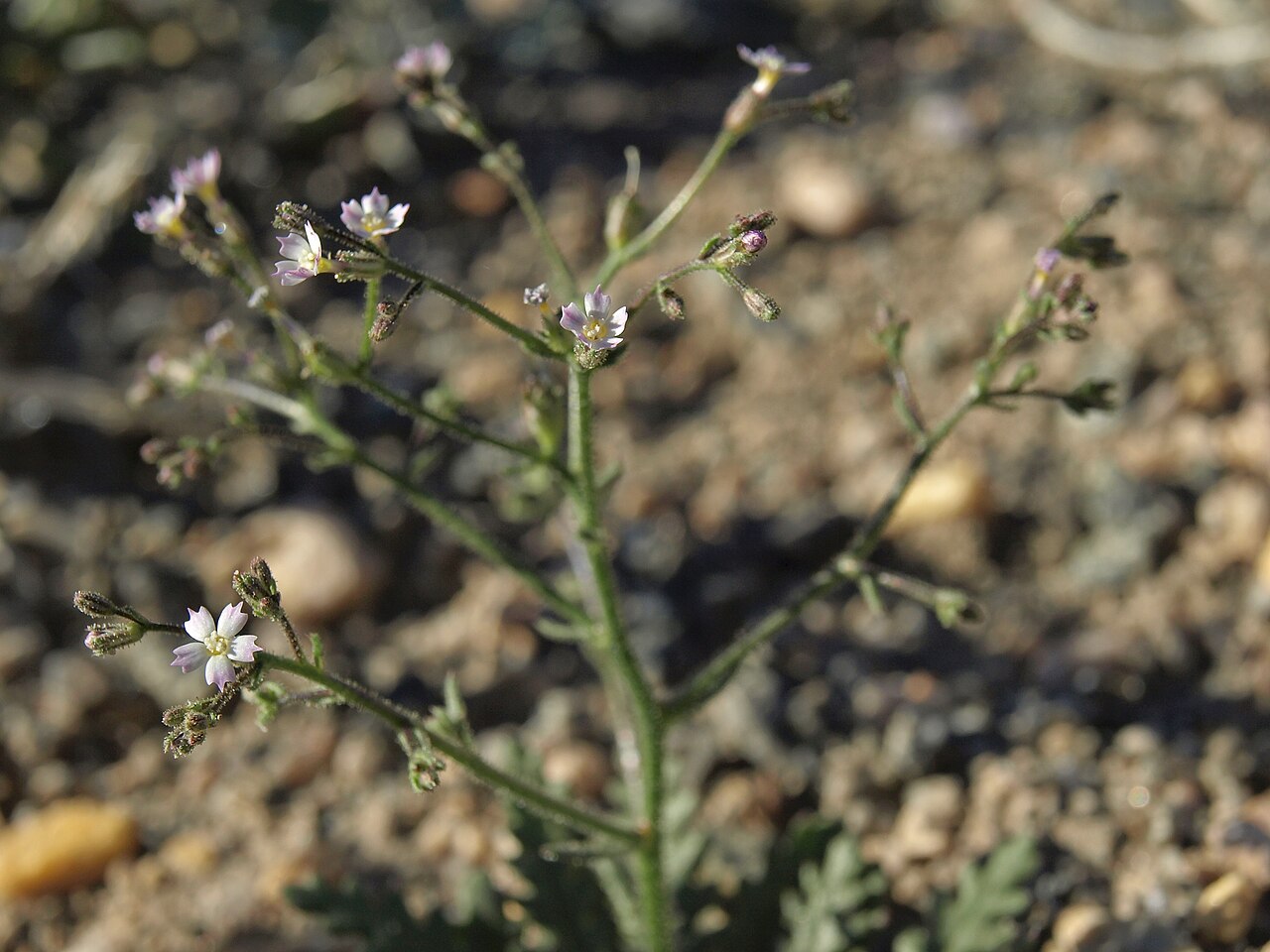 Sand gilia: sand gilia, Aliciella leptomeria, Nevada, White Mountains, Busher Creek, Fishlake Valley drainage, elevation 1617 m (5305 ft). This is a common and widespread d