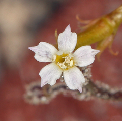 Sand gilia (Aliciella leptomeria)