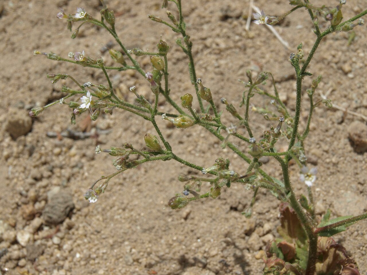 Sand gilia: sand gilia, Aliciella leptomeria, White Mountains, elevation 2000 m